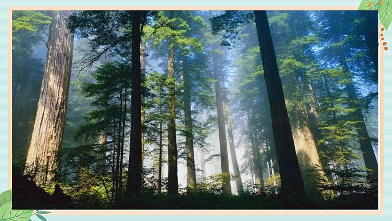 西师大音乐三上 第1单元：欣赏《我们爱森林》课件03