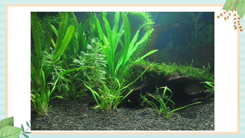 西师大音乐三上 第3单元：欣赏《水草舞》课件+音频02