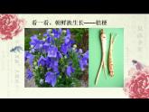 人音版三年級(jí)上冊(cè)《桔梗謠》ppt課件