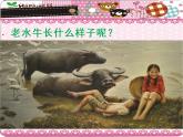 第七周《老水牛角彎彎》課件