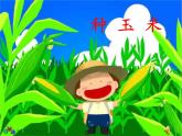 《種玉米》課件