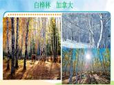 《白樺林好地方》課件