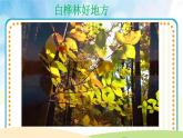 《白樺林好地方》課件