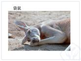 人教版音乐六年级下册第三单元 活动 环球之旅课件+教案+素材