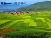 人教版音乐六年级下册第四单元 一对白鸽子课件+教案+素材
