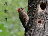 人音版音樂四年級下冊第5課 風(fēng)景如畫 1 森林的歌聲課件+教案+素材資源