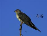 苏少版二下音乐 《森林音乐会》课件PPT