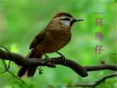 苏少版音乐五下《一只鸟仔》 课件