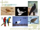 苏少版音乐五下《百鸟朝凤》课件