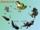 苏少版一下音乐 第八单元青蛙合唱队 课件（无教案）