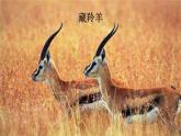 二年级下册音乐课件-6 唱一唱 多么快乐，多么幸福沪教版