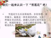 《我愛雪蓮花》課件