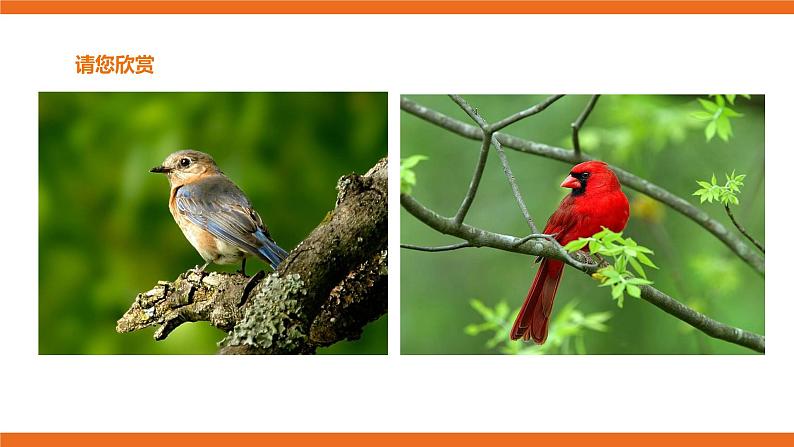 花城版五年级下册音乐第8课 《校园歌曲 小鸟 小鸟》 课件PPT+教案02