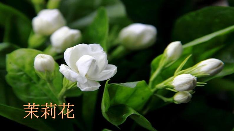 茉莉花第6页