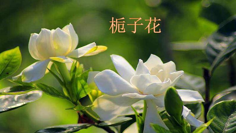 茉莉花欣赏与歌唱第4页