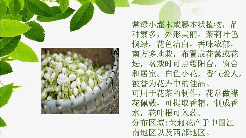 茉莉花欣赏与歌唱第7页