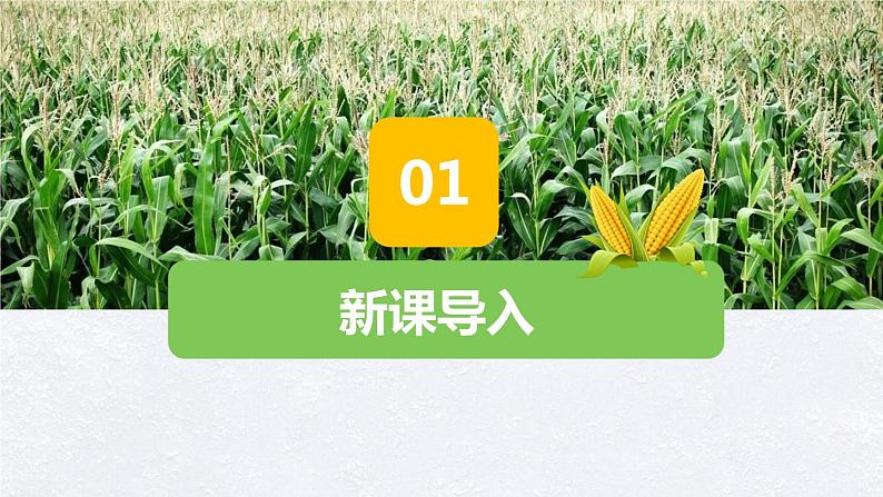 【核心素养目标】人教版（2012）音乐二年级上3.4 种玉米 课件+教学设计+素材04