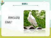 【核心素养目标】人教版（2012）音乐三年级上6.1 白鸽 课件+教学设计+素材