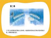 花城版三年级上册音乐课件那不勒斯舞曲PPT