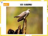 【人教版】三上音樂  第一課第3課時《愛唱歌的小杜鵑》課件+教案+素材