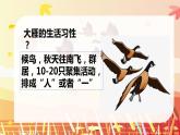 花城版小学音乐一年级上第五课《雁群飞》课件PPT