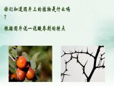【核心素养目标】花城版音乐二年级上《酸枣刺》课件+教案+音频（含教学反思）
