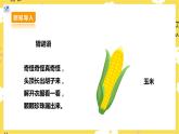 【核心素養(yǎng)】人教二上音樂  第三課第4課時《種玉米》課件+教案+素材