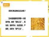 【核心素養(yǎng)】人教二上音樂  第三課第4課時《種玉米》課件+教案+素材