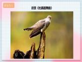 【核心素養(yǎng)】人教版音樂三年級上冊1.3唱歌《愛唱歌的小杜鵑》課件+教案+素材