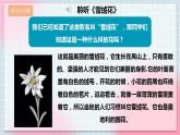 【核心素养】人教版音乐六年级上册5.1《雪绒花》课件+教案+音视频素材