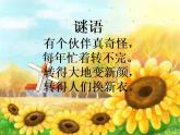 《四季童趣》課件