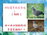 【核心素养目标】花城版音乐三年级上《小斑鸠对我说》课件+教案+音频（含教学反思）