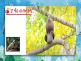 【核心素养目标】花城版音乐三年级上《小斑鸠对我说》课件+教案+音频（含教学反思）