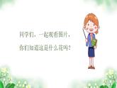 茉莉花（江苏） 课件 人音版（2012）小学音乐六年级上册