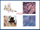 人音版音乐三年级上册 6《樱花》（五线谱）课件（无音频）