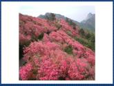 人音版音乐三年级上册 8《如今家乡山连山》（五线谱）课件（无音频）