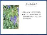 人音版音乐三年级上册 8《桔梗谣》（五线谱）课件（无音频）