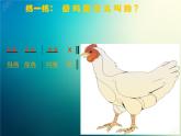 新音樂湘藝版一年級(jí)下冊(cè)音樂課件《母雞叫咯咯》1