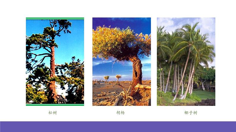 人音版音乐六年级下册5.3《榕树爷爷》课件+教案+素材04