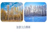 白樺林好地方課件 人音版（2012）音樂四年級下冊