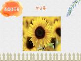 猜花课件 花城版小学音乐二年级下册