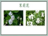 茉莉花课件  花城版音乐四年级下册