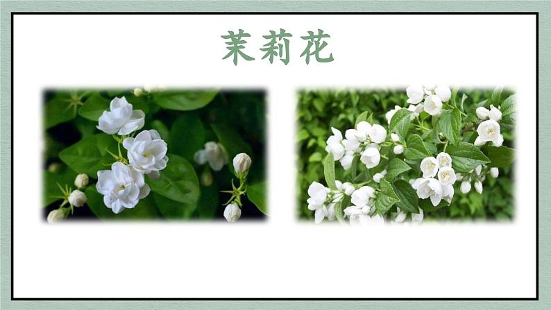 茉莉花课件  花城版音乐四年级下册03