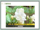 茉莉花课件  花城版音乐四年级下册
