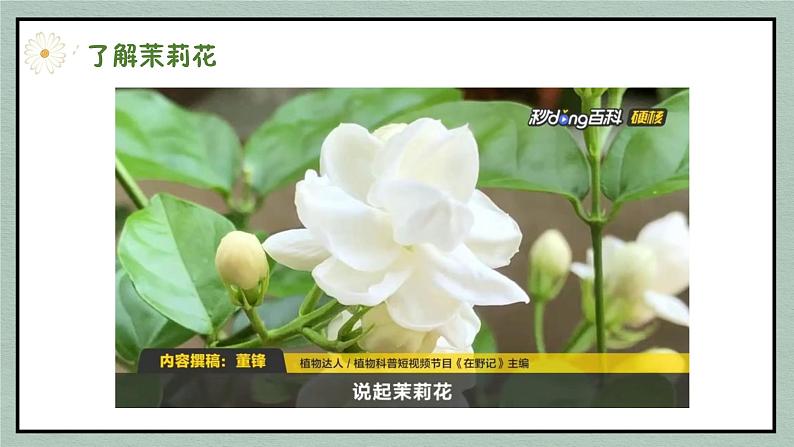 茉莉花课件  花城版音乐四年级下册04