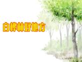 《白樺林好地方》課件  人音版（2012）音樂四年級下冊
