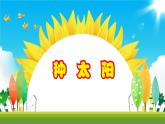《种太阳》课件  人音版（2012）音乐四年级下册