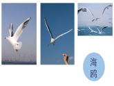 花城版音乐6上第五课《音乐的旋律与副旋律》课件+教案