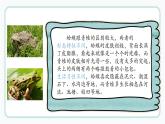 数蛤蟆课件  花城版音乐三年级上册