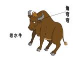 人音版小學(xué)音樂三年級上冊第4課（課件）老水牛角彎彎2024年